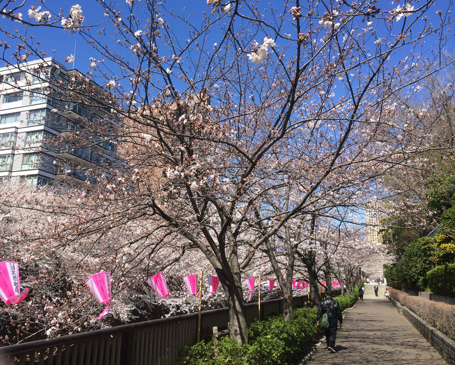 中目黒川での桜