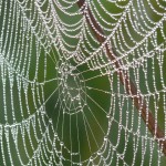蜘蛛の巣の朝露